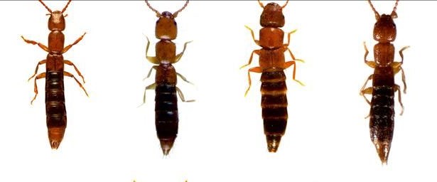Anadolu’da 20 yeni böcek türü bulundu